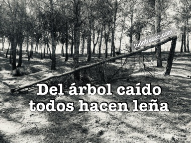 Del árbol caído todos hacen leña