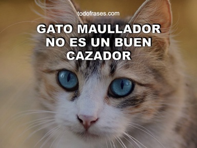 Gato maullador no es un buen cazador