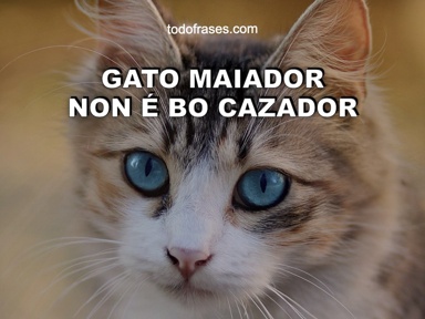 Gato maiador non é bo cazador