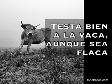 Testa bien a la vaca, aunque sea flaca