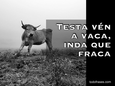 Testa vén a vaca, inda que fraca